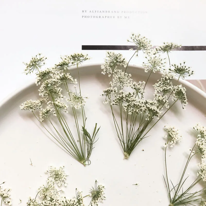Craft Embellishment - 5-7 cm/12 stks, Sneeuw Kleine Bloemen