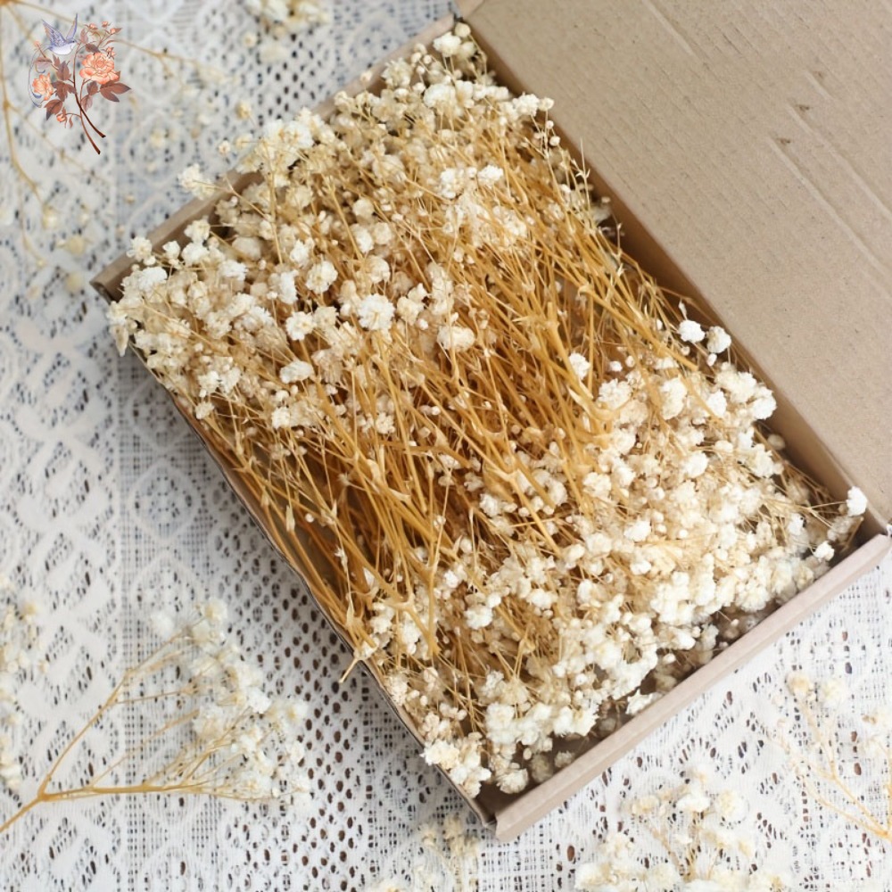 100 stuks Mini Gedroogde Baby' - Craft Embellishment recensie en prijs